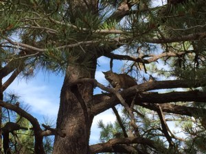 Bobcat Blessings I wish to share, visited with the Full Moon!